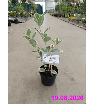 Euonymus jap. 'President Gauthier' C 1 L